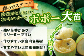 ポポー