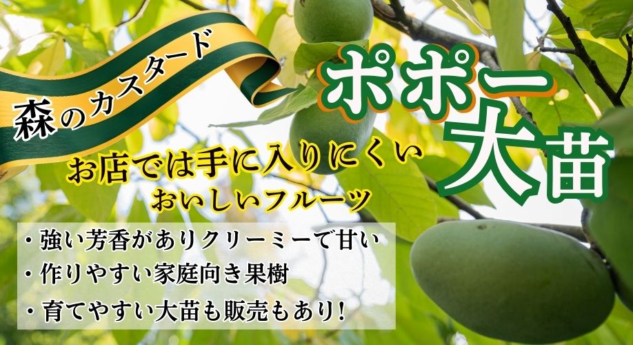 ポポー大苗販売