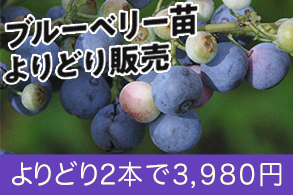 ブルーベリーポット苗