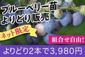 ブルーベリ苗よりどり販売