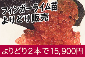 フィンガーライムポット苗