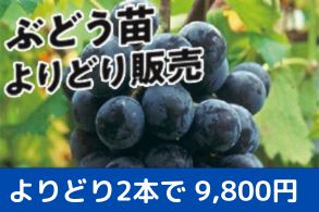 ぶどうよりどり販売
