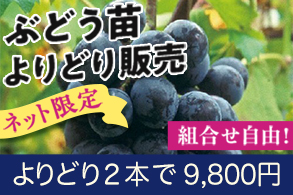 ぶどう地掘苗よりどり販売