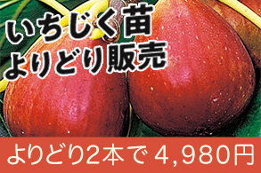 いちじく地掘苗よりどり販売