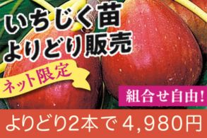 いちじく地掘苗よりどり販売