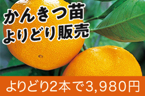 かんきつ地掘苗よりどり販売