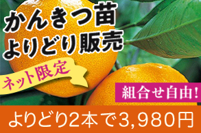 かんきつ地掘苗よりどり販売