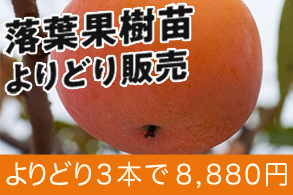 落葉果樹地掘苗よりどり販売