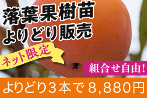 落葉果樹地掘苗よりどり販売