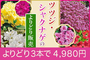 ツツジ＆シャクナゲよりどり