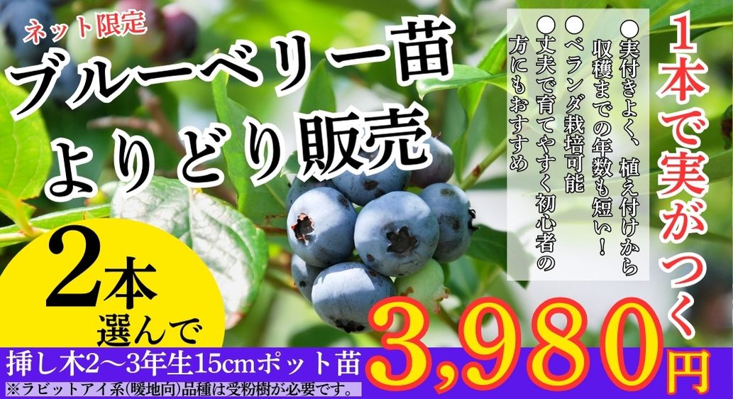 ブルーベリーよりどり販売