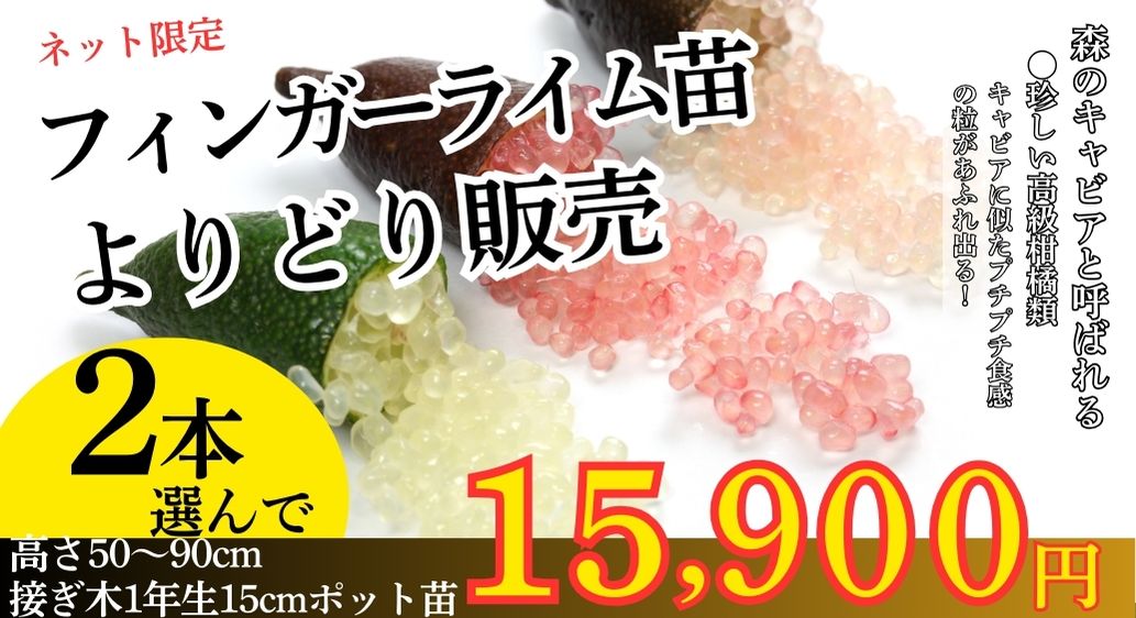 フィンガーライムよりどり販売