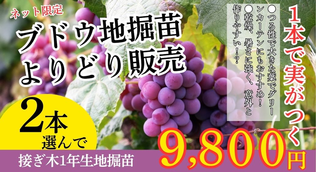 ブドウ苗のよりどり販売