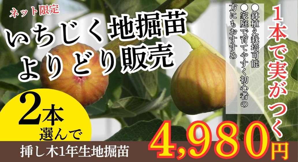 イチジク地堀苗よりどり販売