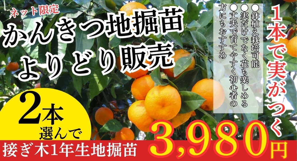 愛媛県産！かんきつ地堀苗よりどり販売