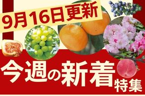 新着特集
