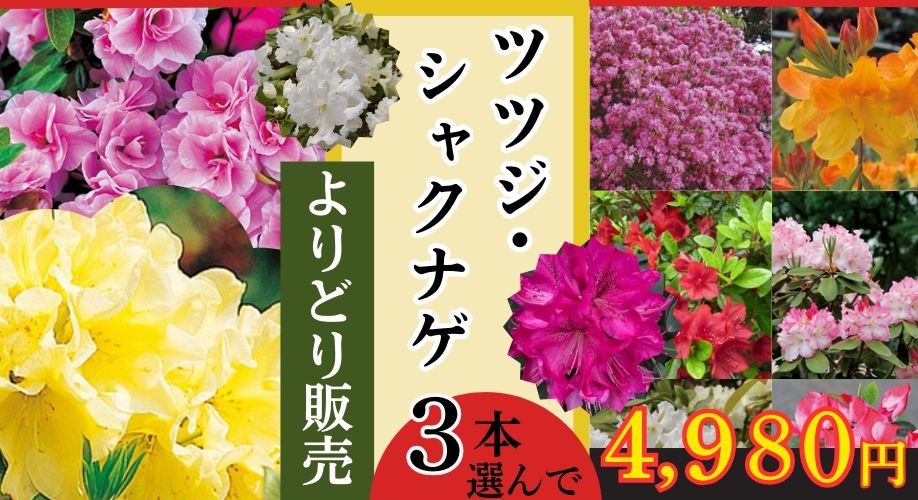 ツツジアソート販売