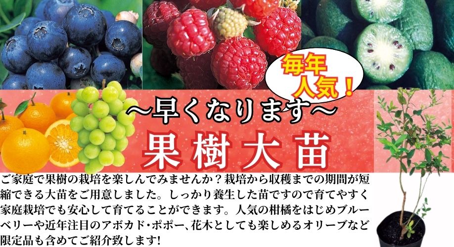 果樹【大苗】