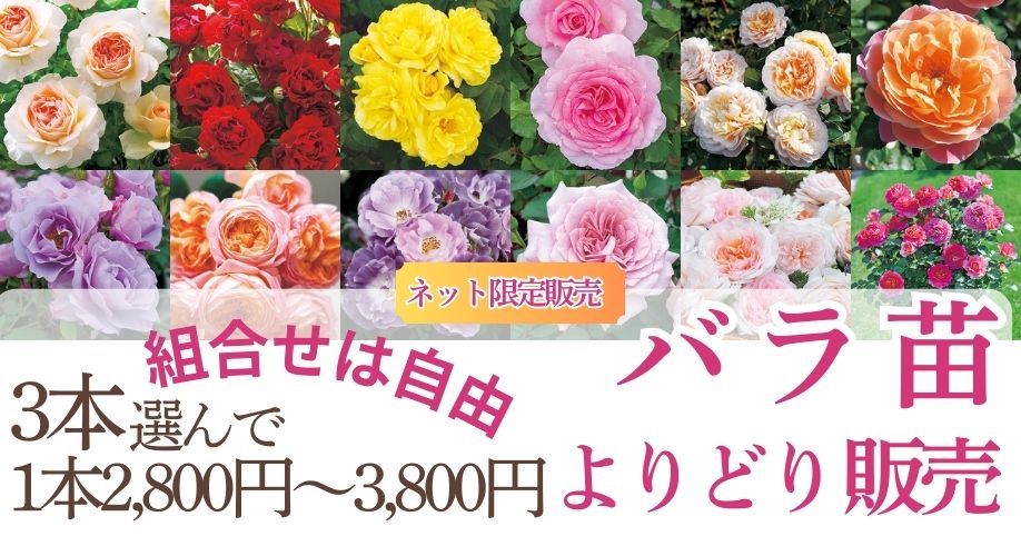 バラよりどり販売