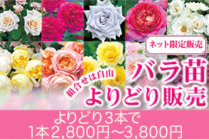 バラよりどり