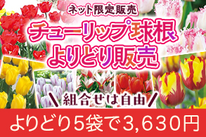 チューリップよりどり
