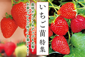 いちご苗