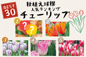 チューリップ