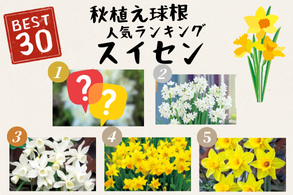 すいせん
