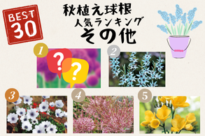 その他の球根