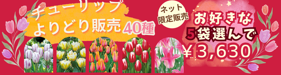 チューリップ球根よりどり販売