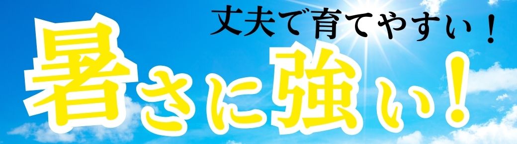 花と緑 暑い