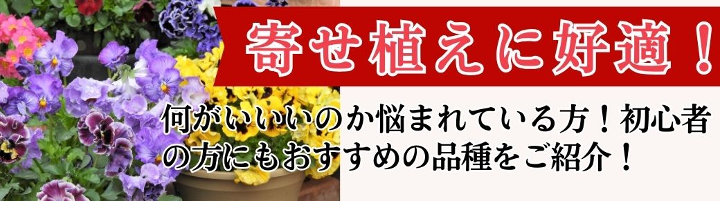 花と緑 クリスマスローズ