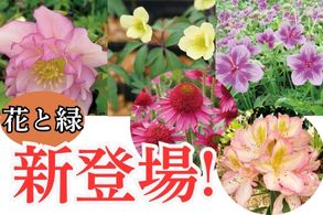 25夏秋最新