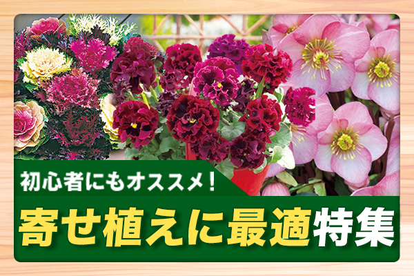 冬の寄せ植えに