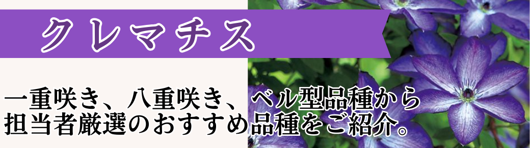 花と緑 クレマチス