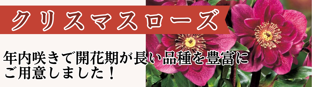 花と緑 クリスマスローズ