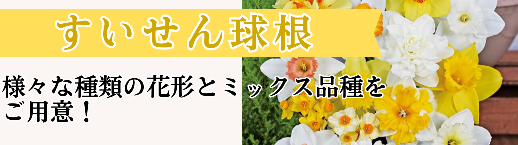 花と緑 すいせん