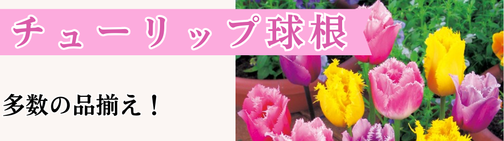 花と緑 チューリップ
