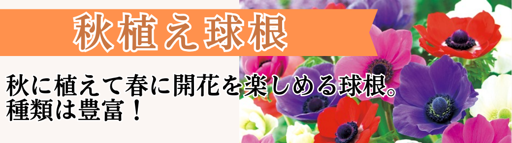 花と緑 秋植え球根