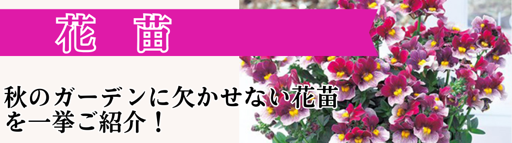 花と緑 花苗