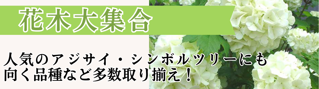 花と緑 花木