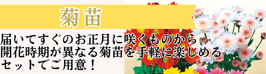 花と緑 菊