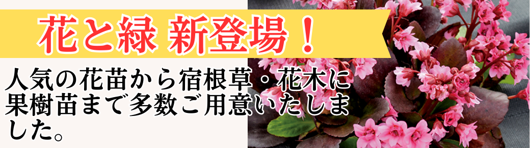 花と緑新商品