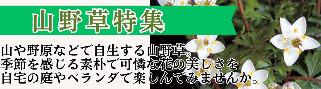 花と緑 山野草