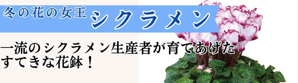 花と緑 シクラメン