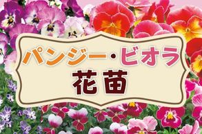 パンジー・ビオラ苗
