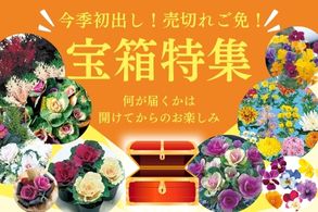 数に限りありお得な宝箱
