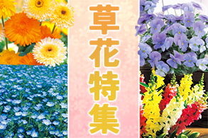 草花タネ特集