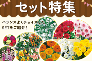 セット特集