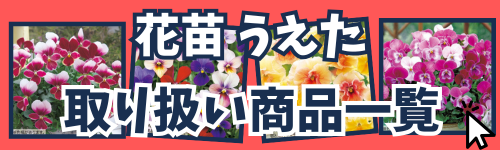 花苗うえた